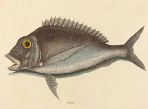The Porgy Oil painting by Mark Catesby