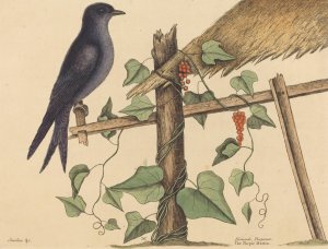 The Purple Martin by Mark Catesby Oil Painting