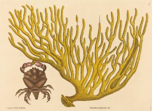 The Red Clawed Crab by Mark Catesby Oil Painting