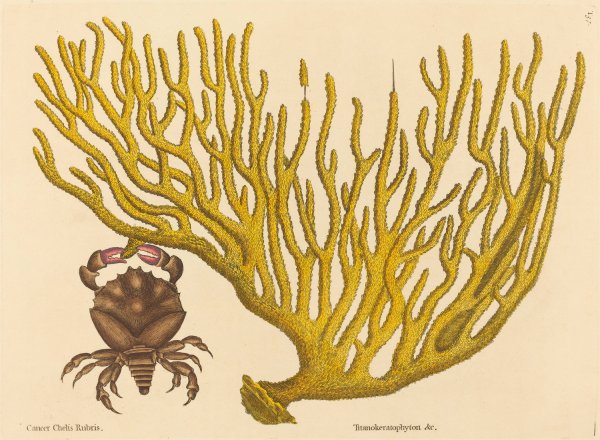 The Red Clawed Crab  by Mark Catesby - Hand-Painted Oil Painting Reproduction