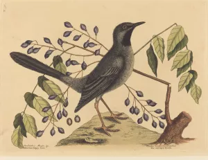The Red Legged Thrush by Mark Catesby Oil Painting