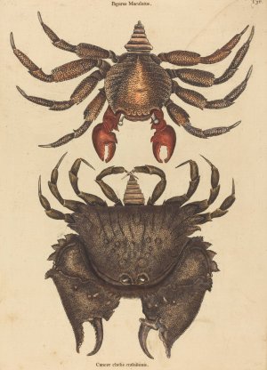 The Red Mottled Rock-Crab by Mark Catesby Oil Painting