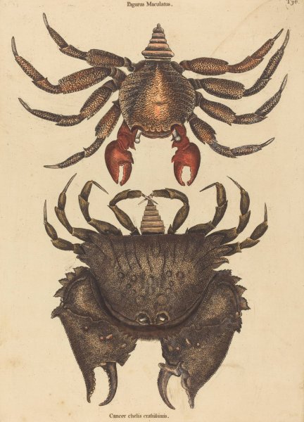 The Red Mottled Rock-Crab  by Mark Catesby - Hand-Painted Oil Painting Reproduction