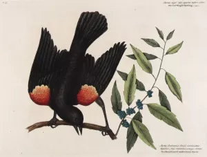 The red Wing'd Starling. The broad leaved candle-berry Myrtle by Mark Catesby Oil Painting