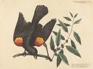 The Red Winged Starling Oil painting by Mark Catesby