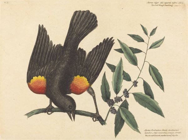 The Red Winged Starling  by Mark Catesby - Hand-Painted Oil Painting Reproduction