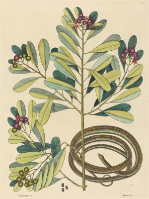 The Ribbon Snake by Mark Catesby Oil Painting