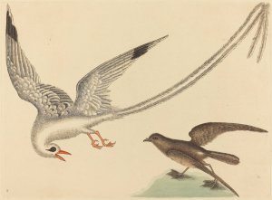 The Rice-Bird by Mark Catesby Oil Painting
