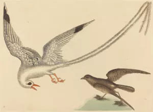 The Rice-Bird by Mark Catesby Oil Painting