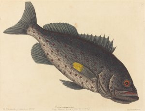 The Rock Fish Oil painting by Mark Catesby