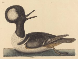 The Round Crested Duck by Mark Catesby Oil Painting