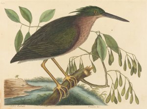 The Small Bittern by Mark Catesby Oil Painting