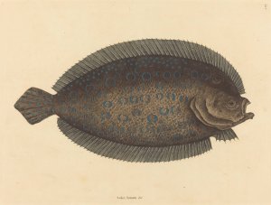 The Sole by Mark Catesby Oil Painting