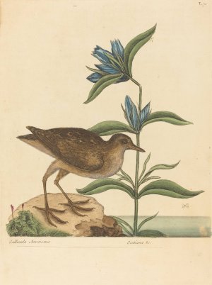 The Soree by Mark Catesby Oil Painting