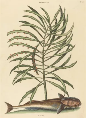 The Sucking Fish by Mark Catesby Oil Painting