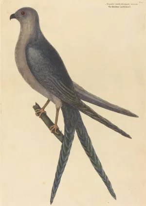 The Swallow Tail Hawk by Mark Catesby Oil Painting