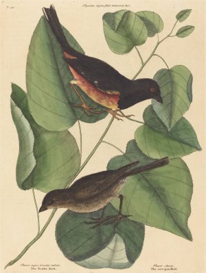 The Towhe Bird by Mark Catesby Oil Painting