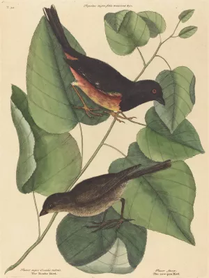 The Towhe Bird by Mark Catesby Oil Painting