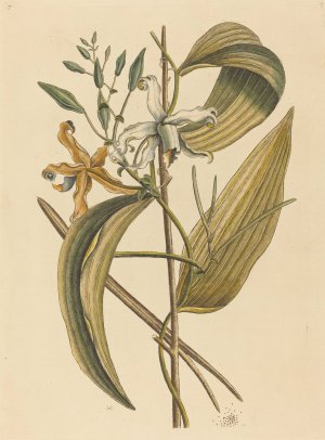 The Vanelloe by Mark Catesby Oil Painting