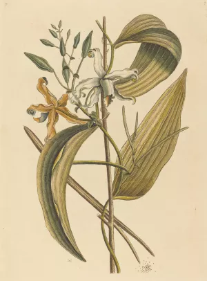 The Vanelloe by Mark Catesby Oil Painting
