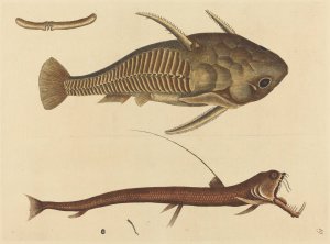 The Viper-mouth by Mark Catesby Oil Painting