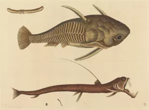 The Viper-mouth Oil painting by Mark Catesby