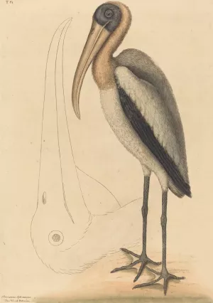 The Wood Pelican by Mark Catesby Oil Painting