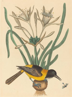 The Yellow and Black Pye Oil painting by Mark Catesby