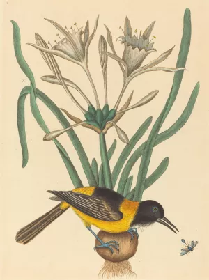 The Yellow and Black Pye by Mark Catesby Oil Painting