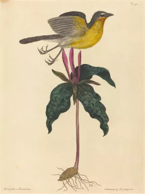 The Yellow-breasted Chat by Mark Catesby Oil Painting