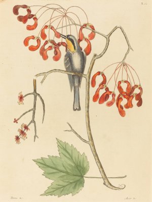 The Yellow Throated Creeper Oil painting by Mark Catesby