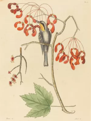 The Yellow Throated Creeper by Mark Catesby Oil Painting