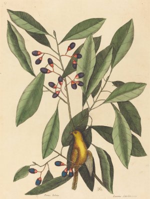 The Yellow Titmouse Oil painting by Mark Catesby