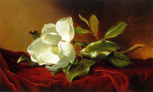 A Magnolia on Red Velvet Oil painting by Martin Johnson Heade