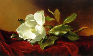 A Magnolia on Red Velvet painting by Martin Johnson Heade