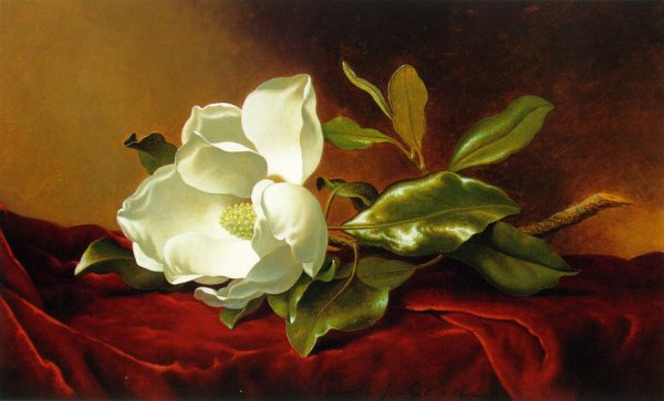 Main Product Photo of A Magnolia on Red Velvet Painting by Martin Johnson Heade