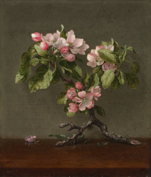 Apple Blossoms  by Martin Johnson Heade - Hand-Painted Oil Painting Reproduction
