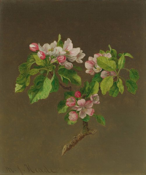 Apple Blossoms by Martin Johnson Heade - Hand-Painted Oil Painting Reproduction