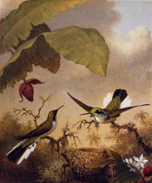 Main Product Photo of Black-Eared Fairy Painting by Martin Johnson Heade