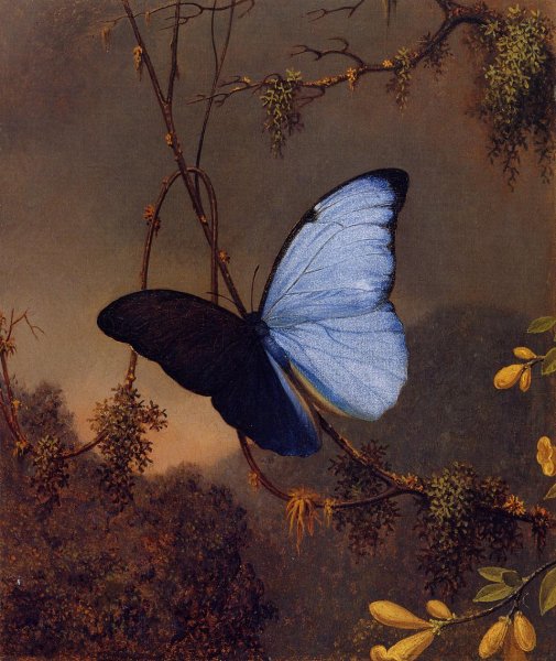 Main Product Photo of Blue Morpho Butterfly Painting by Martin Johnson Heade