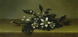 Branch of Orange Blossoms by Martin Johnson Heade - Oil Painting Reproduction