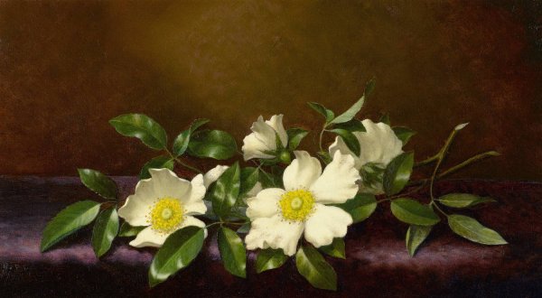 Cherokee Roses on a Purple Cloth  by Martin Johnson Heade - Hand-Painted Oil Painting Reproduction