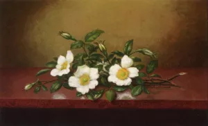 Cherokee Roses on a Shiney Table by Martin Johnson Heade - Oil Painting Reproduction