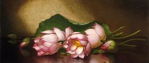Egyptian Lotus Blossom by Martin Johnson Heade - Oil Painting Reproduction