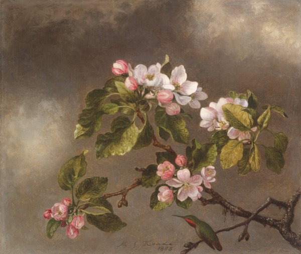 Hummingbird and Apple Blossoms  by Martin Johnson Heade - Hand-Painted Oil Painting Reproduction