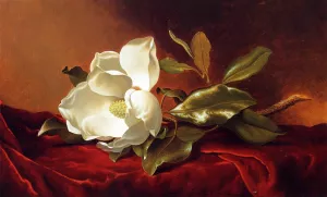 Magnolia on Red Velvet by Martin Johnson Heade Oil Painting