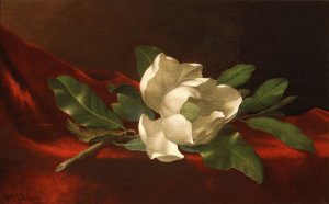 Magnolia by Martin Johnson Heade Oil Painting