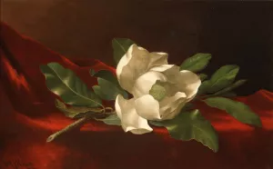 Magnolia by Martin Johnson Heade Oil Painting