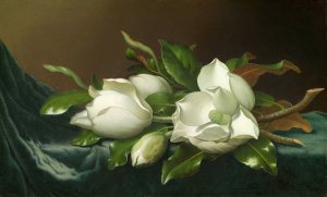 Magnolias on Light Blue Velvet Cloth by Martin Johnson Heade Oil Painting