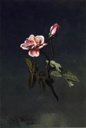 Pink Rose by Martin Johnson Heade - Oil Painting Reproduction